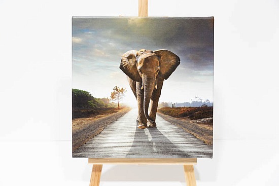 Elephant square canvas.