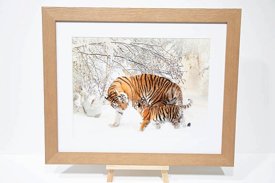 Tiger Cub ,Animal, Tigers in the snow, Forest Winter landscape,